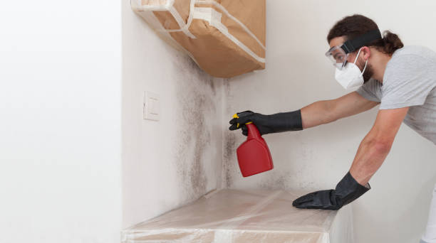 Professional Mold Removal technician working in Dornsife, PA
