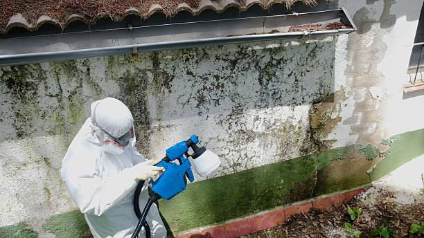 Top rated local Mold Removal specialists in Dornsife, PA
